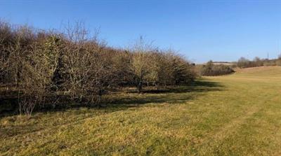 Tidgrove Warren - Credit: Mark Franklin / Woodland Trust